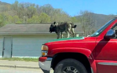 Tutor irresponsável deixa cães no capô de uma pick-up em movimento