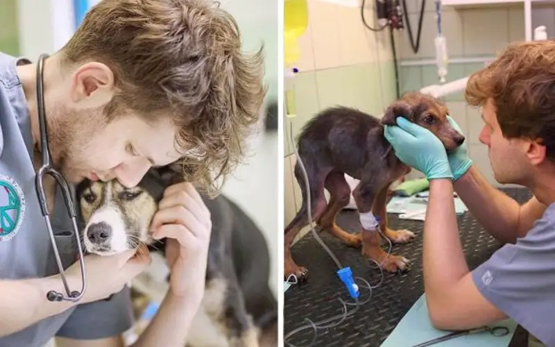 Veterinário organiza comboios para resgatar animais abandonados na Ucrânia Veterinário organiza comboios para resgatar animais abandonados na Ucrânia