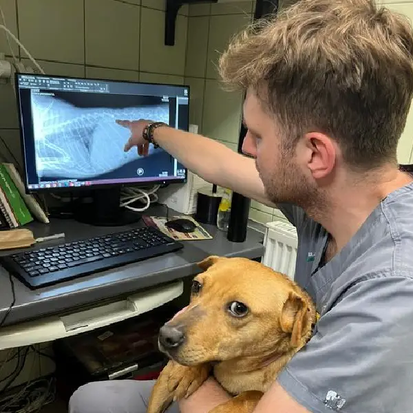 Veterinário organiza comboios para resgatar animais abandonados na Ucrânia veterinario-organiza-comboios-para-resgatar-animais-na-ucrania