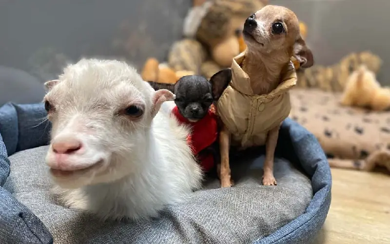 Veterinário organiza comboios para resgatar animais abandonados na Ucrânia veterinario-organiza-comboios-para-resgatar-animais-na-ucrania