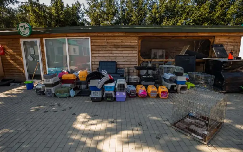 Veterinário organiza comboios para resgatar animais abandonados na Ucrânia veterinario-organiza-comboios-para-resgatar-animais-na-ucrania