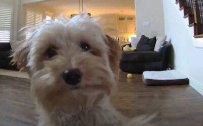 cachorra-conversa-com-o-tutor-pela-webcam