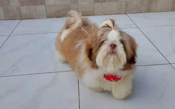 Cachorro cego que quase foi sacrificado conheceu o amor em uma nova família Cachorro que quase foi sacrificado conheceu o amor em uma nova família