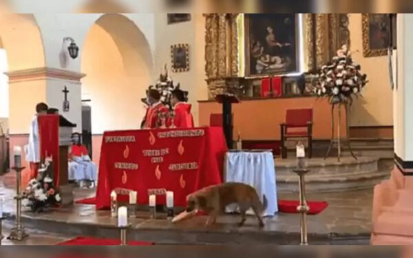 Cachorro caramelo rouba o pão durante missa; veja o vídeo Cachorro caramelo rouba o pão durante missa
