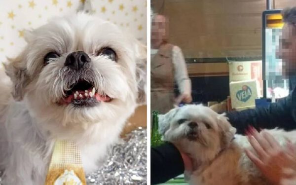 Cão fugitivo é encontrado “curtindo” em um bar Cão fugitivo é encontrado “curtindo” em um bar