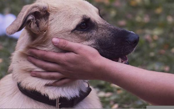 Como acariciar um cachorro Como acariciar um cachorro