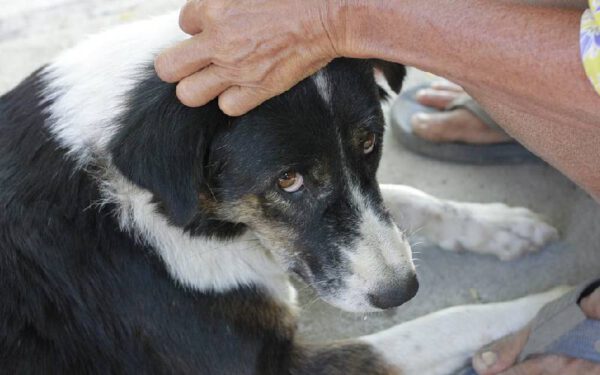 07 dicas para melhorar a comunicação com o seu cachorro Dicas para melhorar a comunicação com o seu cachorro