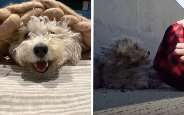 Homem para o trânsito para salvar cachorrinha abandonada Homem para o trânsito para salvar cachorrinha abandonada