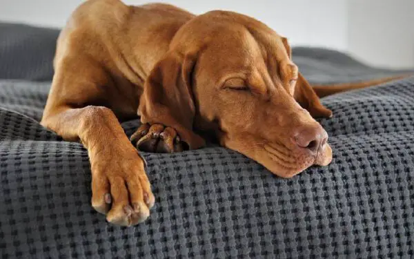 Por que meu cachorro treme quando dorme?
