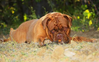 sintomas-que-podem-custar-a-vida-do-seu-cachorro