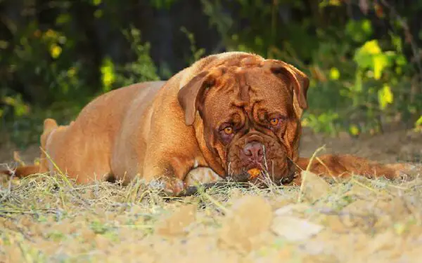 Sintomas que podem custar a vida do seu cachorro
