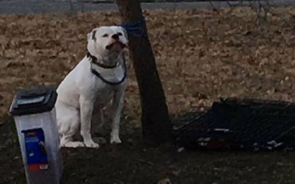 Homem abandona cachorro e deixa um bilhete emocionante e revoltante Homem abandona cachorro e deixa um bilhete emocionante e revoltante