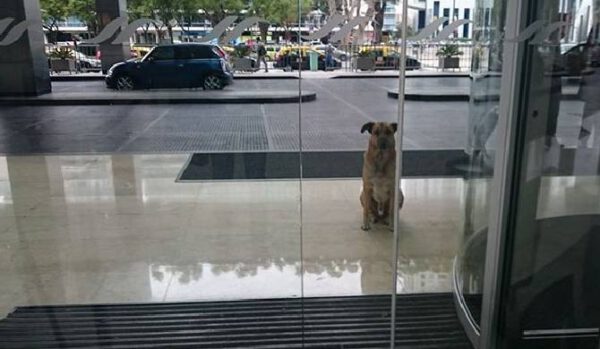 Aeromoça adota que cachorro que sempre a esperava na porta do hotel Aeromoça adota que cachorro que sempre a esperava na porta do hotel