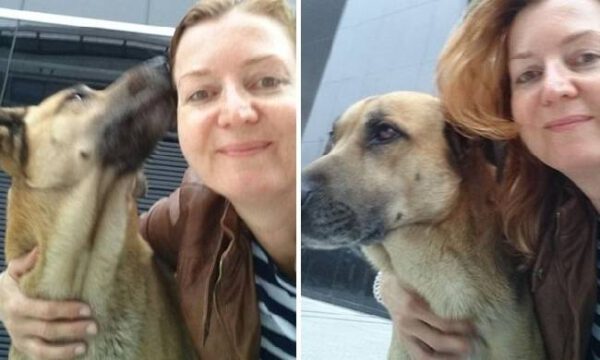 Aeromoça adota que cachorro que sempre a esperava na porta do hotel Aeromoça adota que cachorro que sempre a esperava na porta do hotel