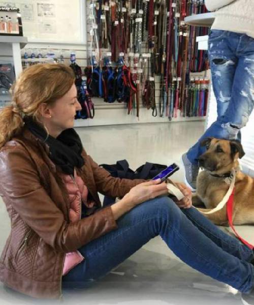 Aeromoça adota que cachorro que sempre a esperava na porta do hotel Aeromoça adota que cachorro que sempre a esperava na porta do hotel