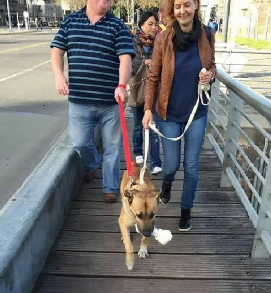 Aeromoça adota que cachorro que sempre a esperava na porta do hotel Aeromoça adota que cachorro que sempre a esperava na porta do hotel