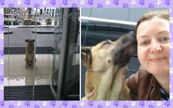 Aeromoça adota que cachorro que sempre a esperava na porta do hotel Aeromoça adota que cachorro que sempre a esperava na porta do hotel