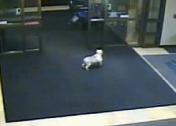 Cachorrinha caminha quatro horas para encontrar a sua humana internada em hospital Cachorrinha caminha quatro horas para encontrar a tutora internada no hospital