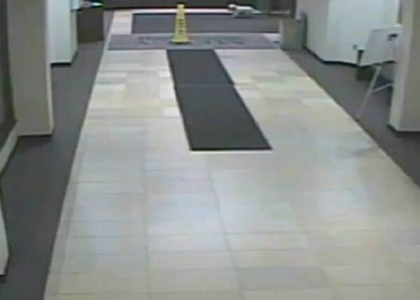 Cachorrinha caminha quatro horas para encontrar a sua humana internada em hospital Cachorrinha caminha quatro horas para encontrar a tutora internada no hospital
