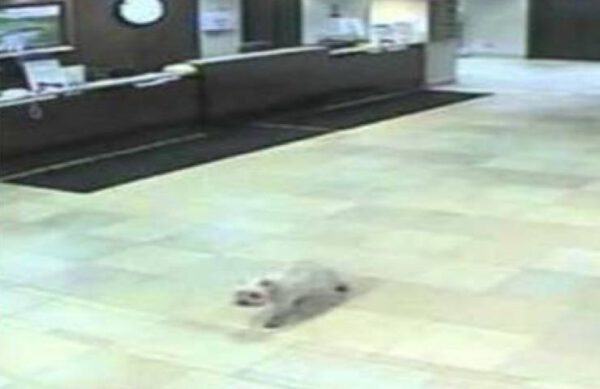 Cachorrinha caminha quatro horas para encontrar a sua humana internada em hospital Cachorrinha caminha quatro horas para encontrar a tutora internada no hospital