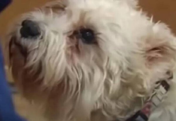 Cachorrinha caminha quatro horas para encontrar a sua humana internada em hospital Cachorrinha caminha quatro horas para encontrar a tutora internada no hospital