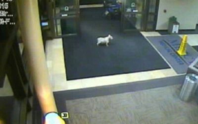 Cachorrinha caminha quatro horas para encontrar a sua humana internada em hospital