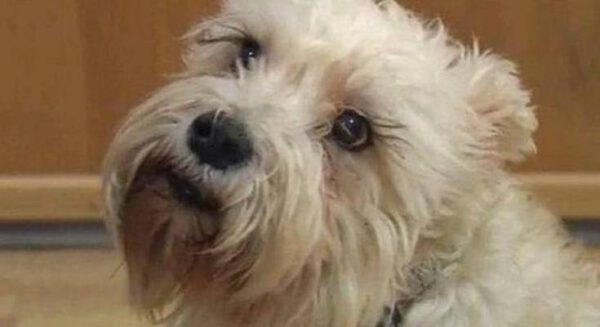 Cachorrinha caminha quatro horas para encontrar a sua humana internada em hospital Cachorrinha caminha quatro horas para encontrar a tutora internada no hospital