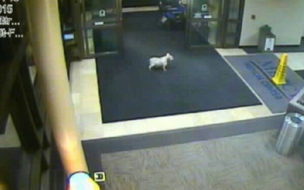 Cachorrinha caminha quatro horas para encontrar a sua humana internada em hospital Cachorrinha caminha quatro horas para encontrar a tutora internada no hospital