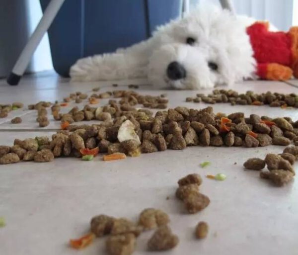 Cachorra ouve a voz do tutor e dá beijos na câmera