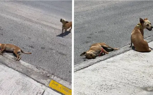 Cachorra protege corpo de amigo que morreu na rua Cachorra protege corpo de amigo que morreu na rua