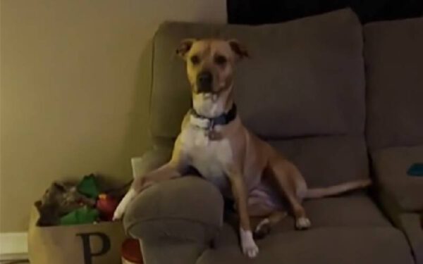 Cachorra se emociona com sua festa de aniversário Cachorra se emociona com sua festa de aniversário