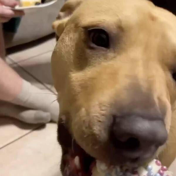 Cachorra se emociona com sua festa de aniversário Cachorra se emociona com sua festa de aniversário