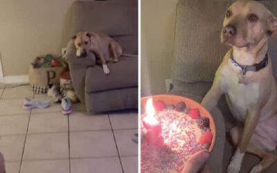 Cachorra se emociona com sua festa de aniversário