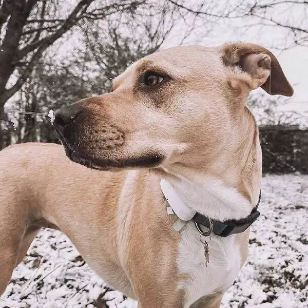 Cachorra se emociona com sua festa de aniversário Cachorra se emociona com sua festa de aniversário