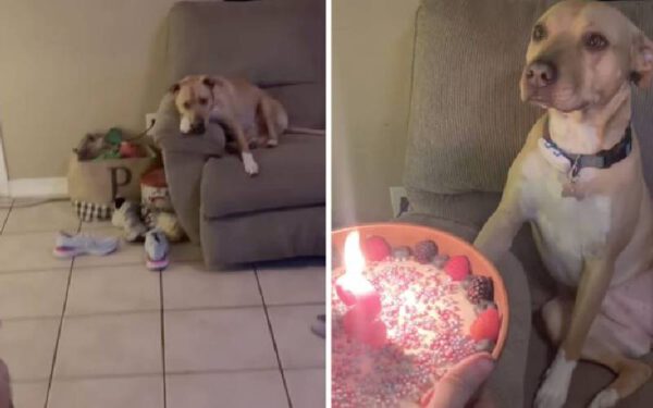 Cachorra se emociona com sua festa de aniversário Cachorra se emociona com sua festa de aniversário