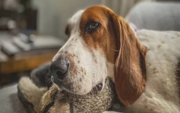 Cachorrinha resgatada espera todas as noites para que o pai a coloque na cama Cachorrinha resgatada espera todas as noites para que o pai a coloque na cama