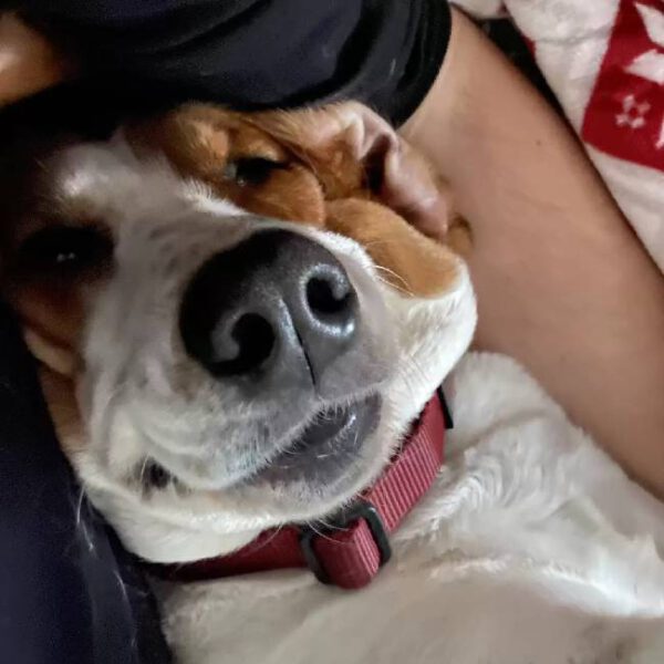 Cachorrinha resgatada espera todas as noites para que o pai a coloque na cama Cachorrinha resgatada espera todas as noites para que o pai a coloque na cama