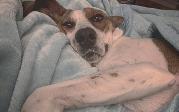 Cachorrinha resgatada espera todas as noites para que o pai a coloque na cama Cachorrinha resgatada espera todas as noites para que o pai a coloque na cama