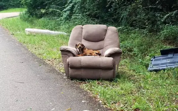 Cachorrinho abandonado na cadeira ao lado da estrada se recusa a deixar o local Cachorrinho abandonado na cadeira ao lado da estrada se recusa a deixar o local