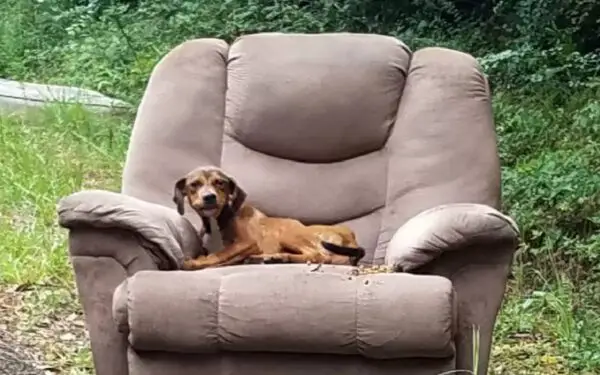 Cachorrinho abandonado na cadeira ao lado da estrada se recusa a deixar o local Cachorrinho abandonado na cadeira ao lado da estrada se recusa a deixar o local