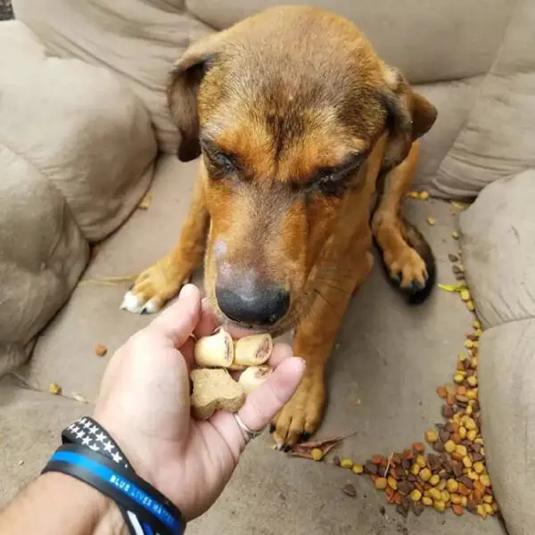 Cachorrinho abandonado na cadeira ao lado da estrada se recusa a deixar o local Cachorrinho abandonado na cadeira ao lado da estrada se recusa a deixar o local