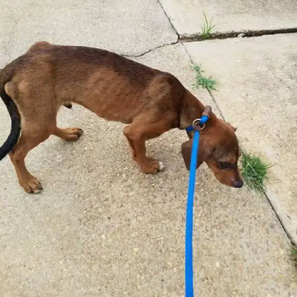 Cachorrinho abandonado na cadeira ao lado da estrada se recusa a deixar o local Cachorrinho abandonado na cadeira ao lado da estrada se recusa a deixar o local