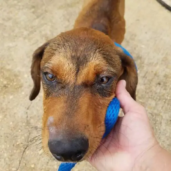 Cachorrinho abandonado na cadeira ao lado da estrada se recusa a deixar o local Cachorrinho abandonado na cadeira ao lado da estrada se recusa a deixar o local