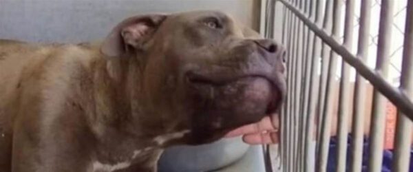 Cachorro considerado agressivo mostra seu amor ao receber carinho pela primeira vez Cachorro considerado agressivo mostra seu amor ao receber carinho pela primeira vez