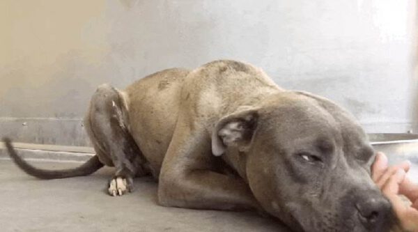 Cachorro considerado agressivo mostra seu amor ao receber carinho pela primeira vez Cachorro considerado agressivo mostra seu amor ao receber carinho pela primeira vez
