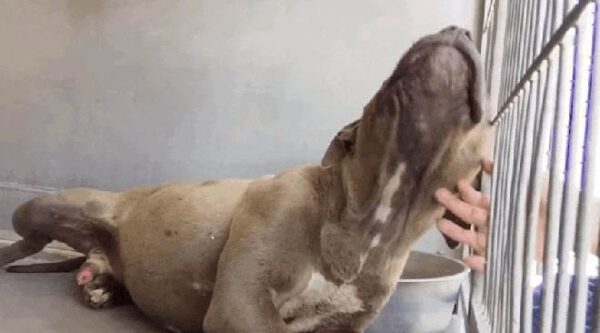 Cachorro considerado agressivo mostra seu amor ao receber carinho pela primeira vez Cachorro considerado agressivo mostra seu amor ao receber carinho pela primeira vez