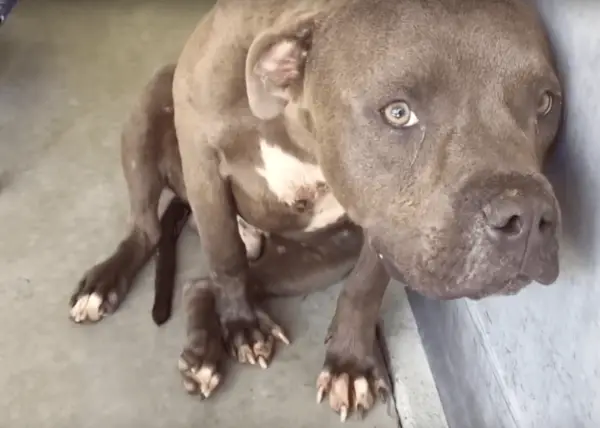 Cachorro considerado agressivo mostra seu amor ao receber carinho pela primeira vez Cachorro considerado agressivo mostra seu amor ao receber carinho pela primeira vez
