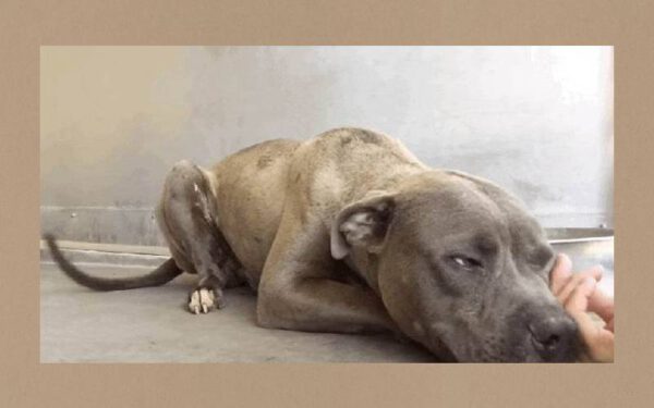 Cachorro considerado agressivo mostra seu amor ao receber carinho pela primeira vez Cachorro considerado agressivo mostra seu amor ao receber carinho pela primeira vez