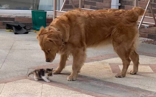 Cachorro conduz o tutor até uma gatinha abandonada e insiste em levá-la para casa