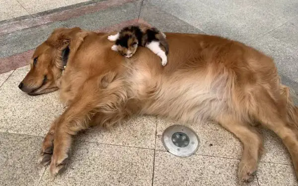 Cachorro conduz o tutor até uma gatinha abandonada e insiste em levá-la para casa